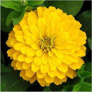 Zinnia 'Lilliput Yellow' Seeds
