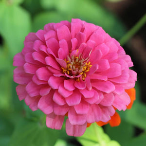 Zinnia 'Luminosa - Bright Pink' Seeds