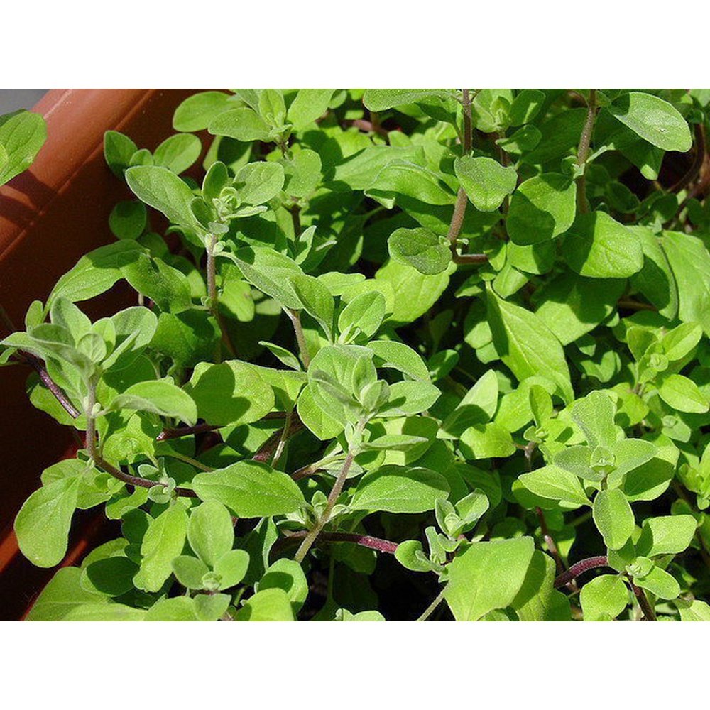 Marjoram Hortensis Sweet Seeds D&H Seed Harvest Co