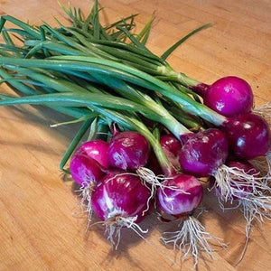 Onion 'Mini Purplette' Seeds