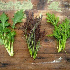 Mizuna "Mixed Varieties"
