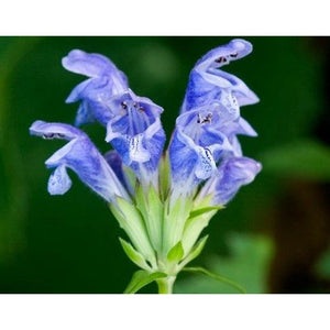 Moldavian 'Blue Dragon' Seeds
