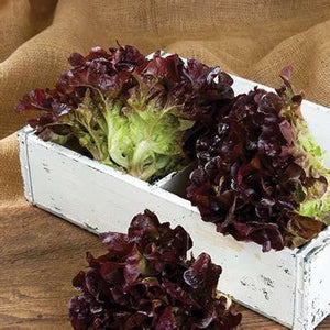 Lettuce 'Oakleaf Red'