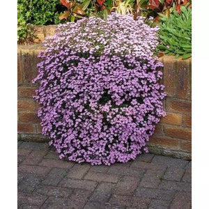 Saponaria 'Ocymoides Rose Pink' Seeds