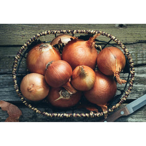 Onion 'Pukekohe Long Keeper' Seeds