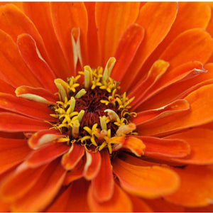 Zinnia 'Orange King' Seeds