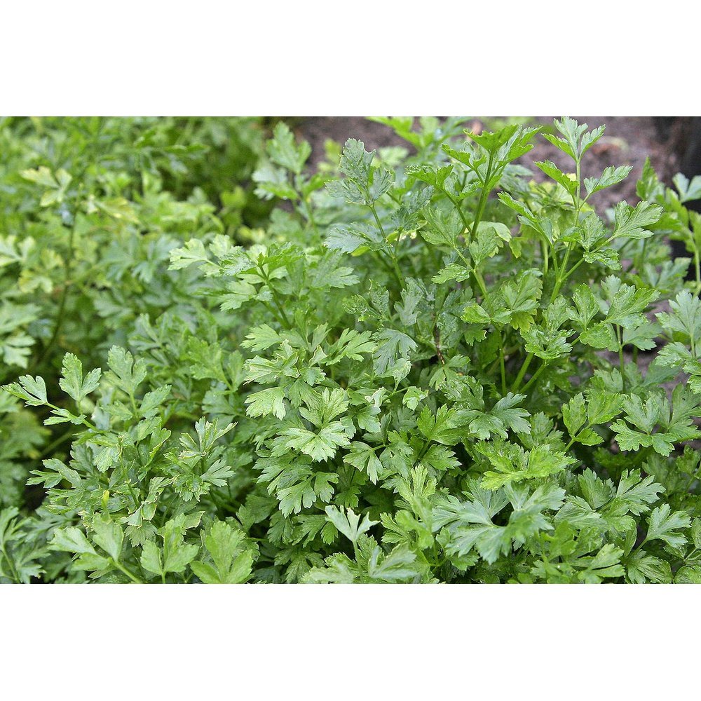Parsley 'Hamburg Rooted' Seeds D&H Seed Harvest Co