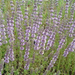Mint 'Penny Royal' Seeds