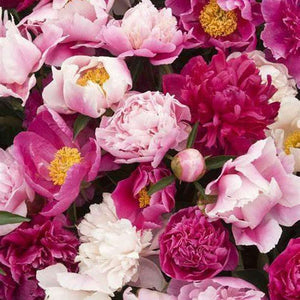 Pink Cottage Mix