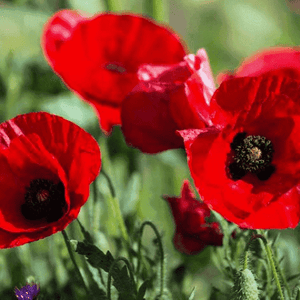 Poppy 'Glaucum Deep Scarlet' Seeds