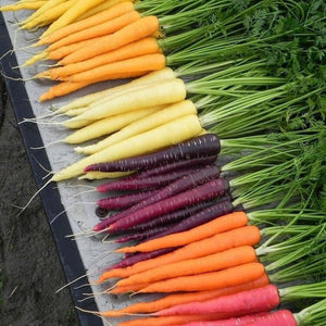 Carrot ‘Rainbow Mix' Seeds