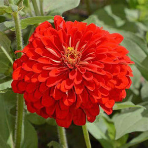 Zinnia 'Scarlet Flame' Seeds