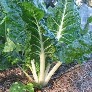 Silverbeet 'Giant Fordhook Heirloom' Seeds