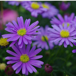 Swan River Daisy 'Blue Splendour' Seeds