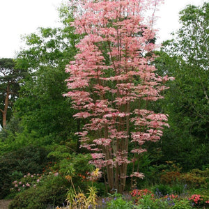 Toona Sinensis Seeds