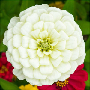 Zinnia 'Polar Bear' Seeds