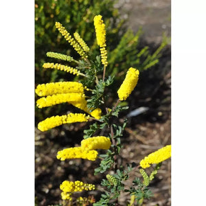 Acacia Drummondii elegans 'Dwarf Elegans Drummonds Wattle' Seeds