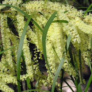 Acacia Floribunda 'Sallow Wattle' Seeds
