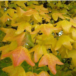 Acer Monspessulanum 'Montpellier Maple' Seeds