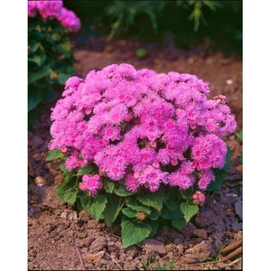 Ageratum 'Ball Pink' Seeds