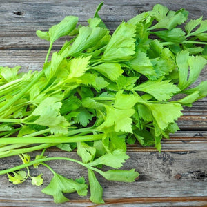 Celery Amsterdam Leaf / Chinese Celery