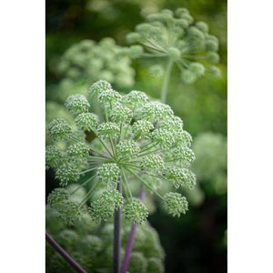 Angelica Archangelica 'Garden Angelica' Seeds