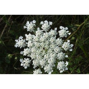 Anise 'Aniseed' Seeds
