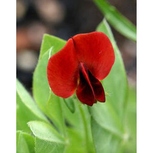 Tetragonolobus Purpureus ' Asparagus Pea - Bright Red Flowers' Seeds