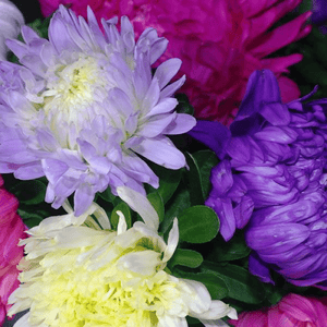 Aster 'King Branching Mix' Seeds
