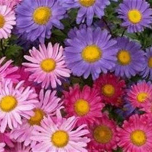 Aster 'Single Rainbow' Mix Seeds