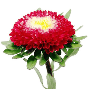 Aster 'PomPon Gusford' Seeds