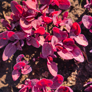 Atriplex 'Hortensis Fire Red Mountain Spinach' Seeds