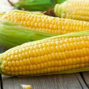 Corn 'Balinese' Seeds