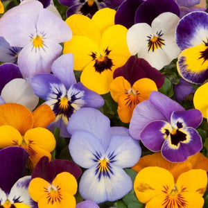 Pansy 'Viola Bambini Mix' Seeds
