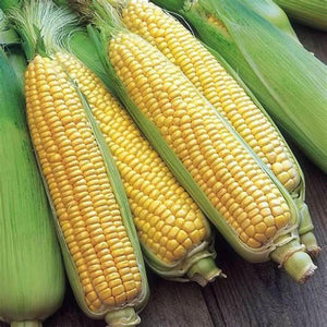 Corn 'Bantam' Seeds