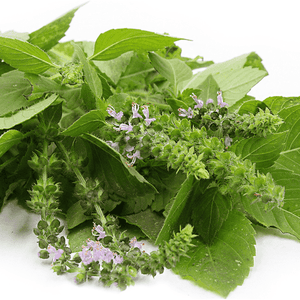 Basil 'Blue Spice' Seeds