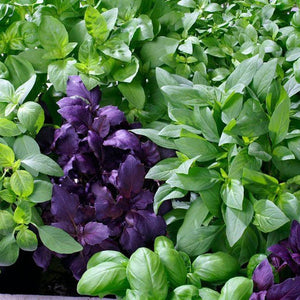 Basil '10 Variety Mix' Seeds