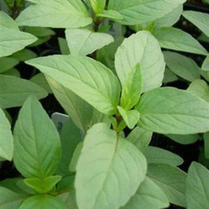 Basil 'Mrs Burns Lemon & Lime' Seeds