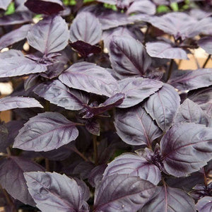 Basil 'Red Italian' Seeds