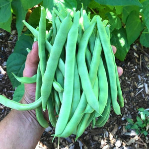 Bean 'Climbing Giant of Stuggart' Seeds