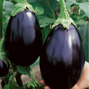Eggplant 'Black Beauty' Seeds