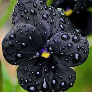 Pansy 'Clear Crystal Black' Seeds