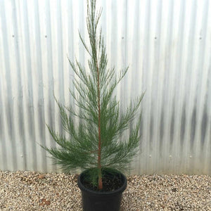 Allocasuarina Littoralis 'Black Sheoak' Seeds