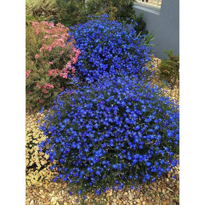Lechenaultia Biloba 'Blue Lechenaultia' Seeds