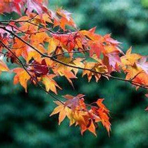 Acer Negundo 'Box Elder Maple' Seeds