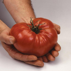 Tomato 'Heirloom Brandywine Pink' Seeds