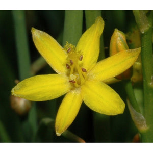 bulbine semibarbata 'Wild Leek' Seeds