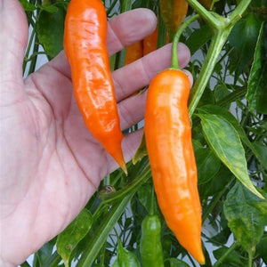 Chilli 'Bulgarian Carrot' Seeds