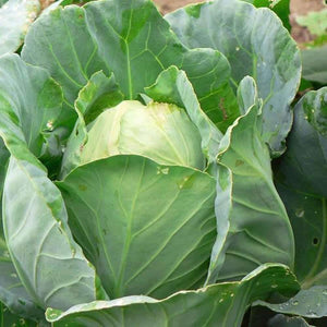 Cabbage 'Early Jersey Wakefield' Seeds