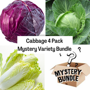 Cabbage 4 Pack Mystery Variety Bundle